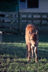 FARM_00008