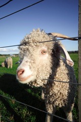 FARM_00011