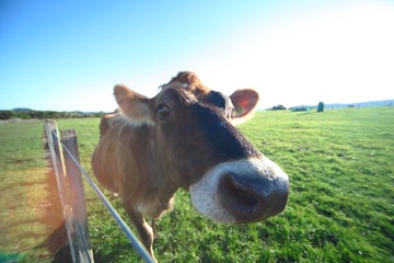 FARM_00014