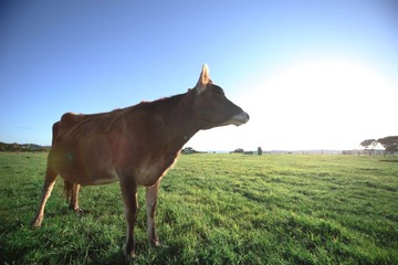 FARM_00015