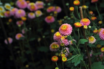 DPP_0007