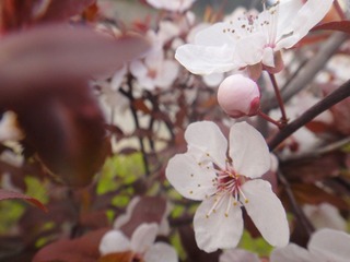 红叶李