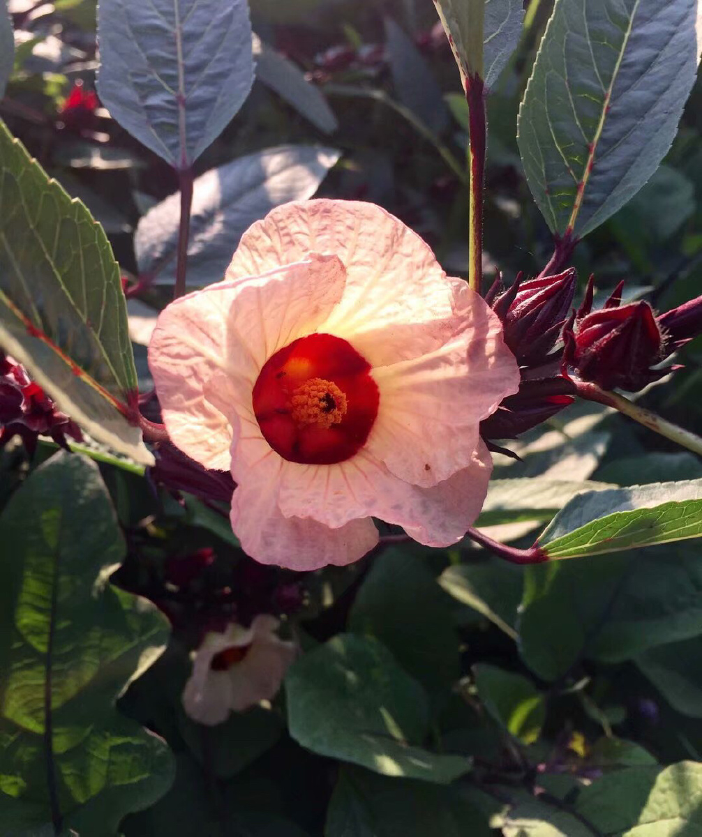 洛神花的花语是恋爱的感觉