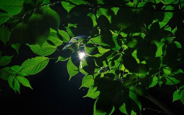 YNZ_1002