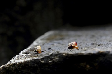 _MG_3063.JPG