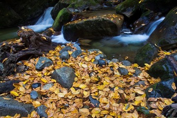 IMG_0703.jpg