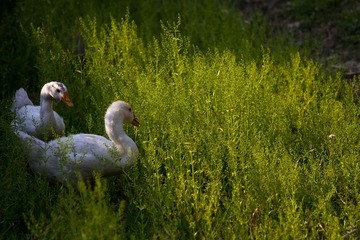IMG_9332.jpg