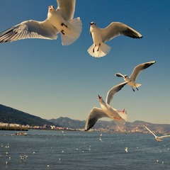 IMG_4234.jpg