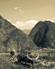 IMG_5195.jpg