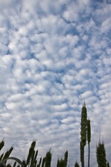 IMG_2651.jpg