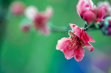 20150218_桃花_022_merge