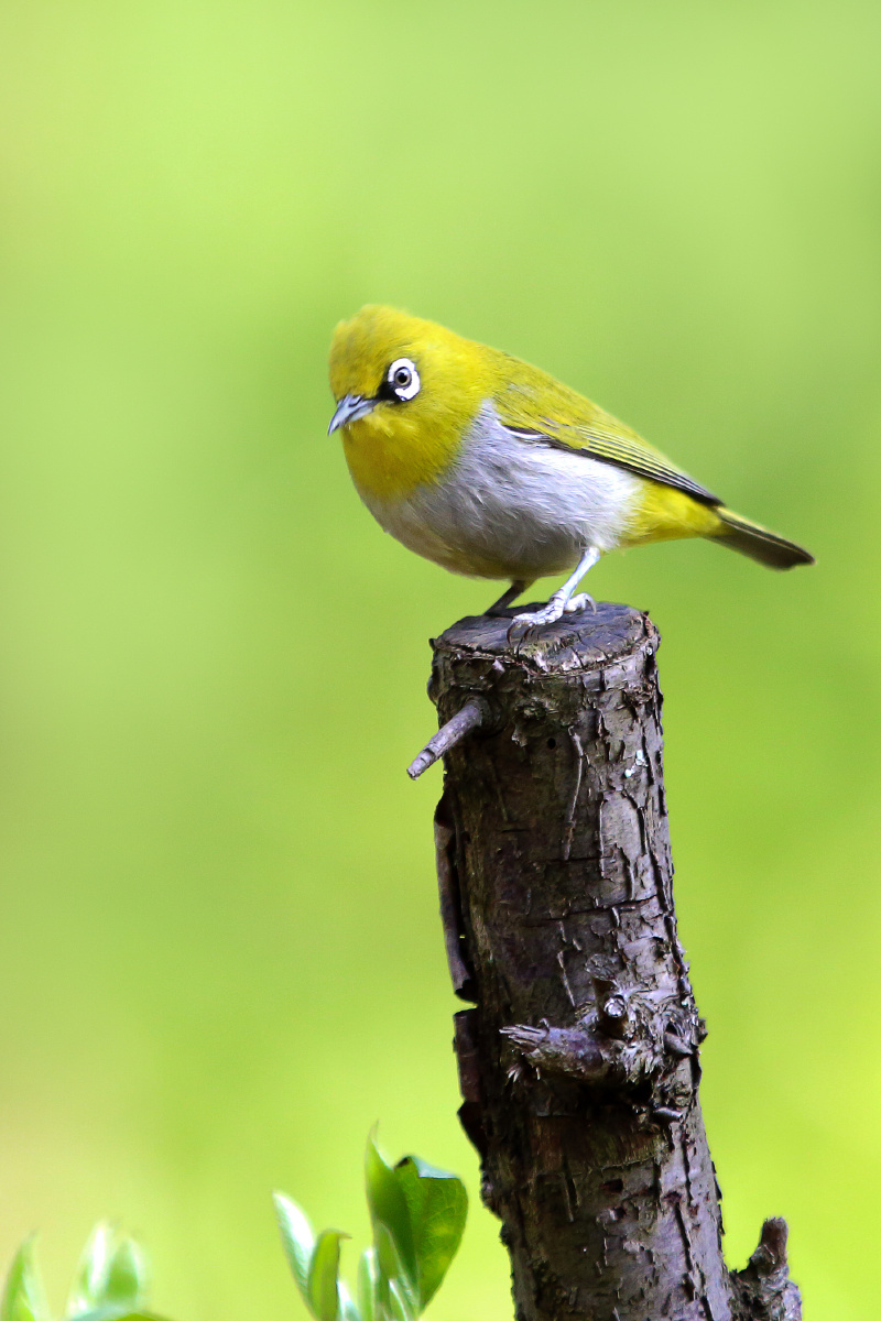 2分钟前 ·阅读9 一草园 关注 绣眼鸟 昆虫摄影圈子 0 暂无评论 同步