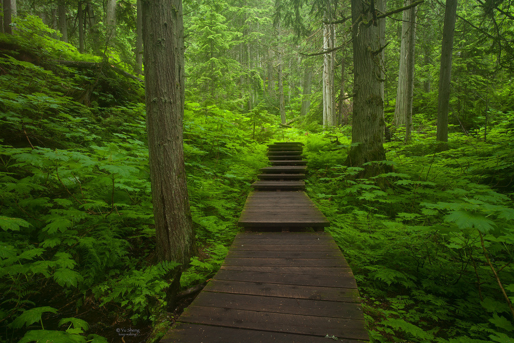 雷沃斯托克山国家公园,哥伦比亚省,加拿大 - 风