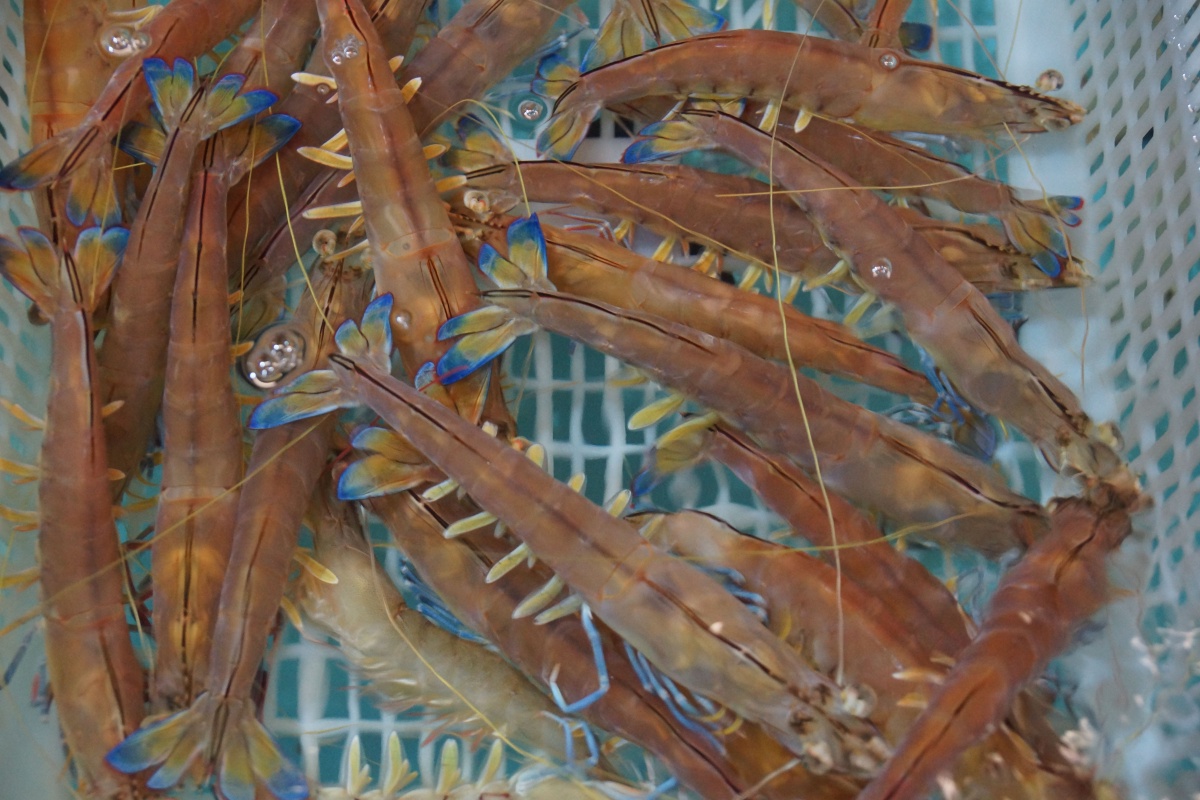 在水中游动的蓝尾虾——湛江霞山海鲜市场抓拍