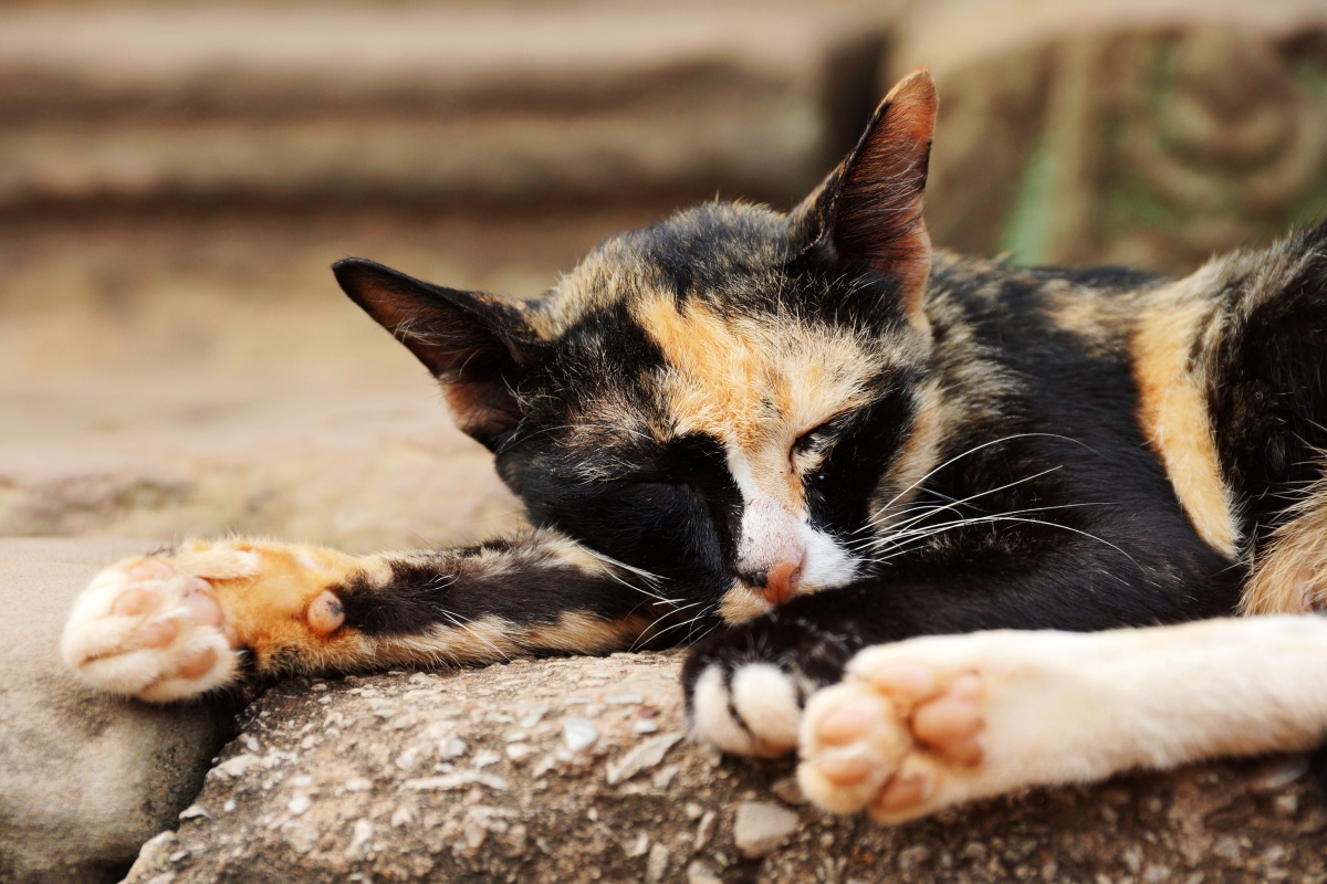 花猫卧姿特写——柬埔寨吴哥窟抓拍