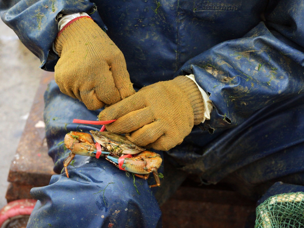 绑螃蟹——中国四大渔港博贺渔港抓拍