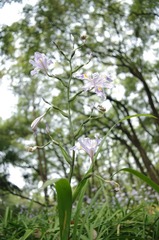 鸢尾