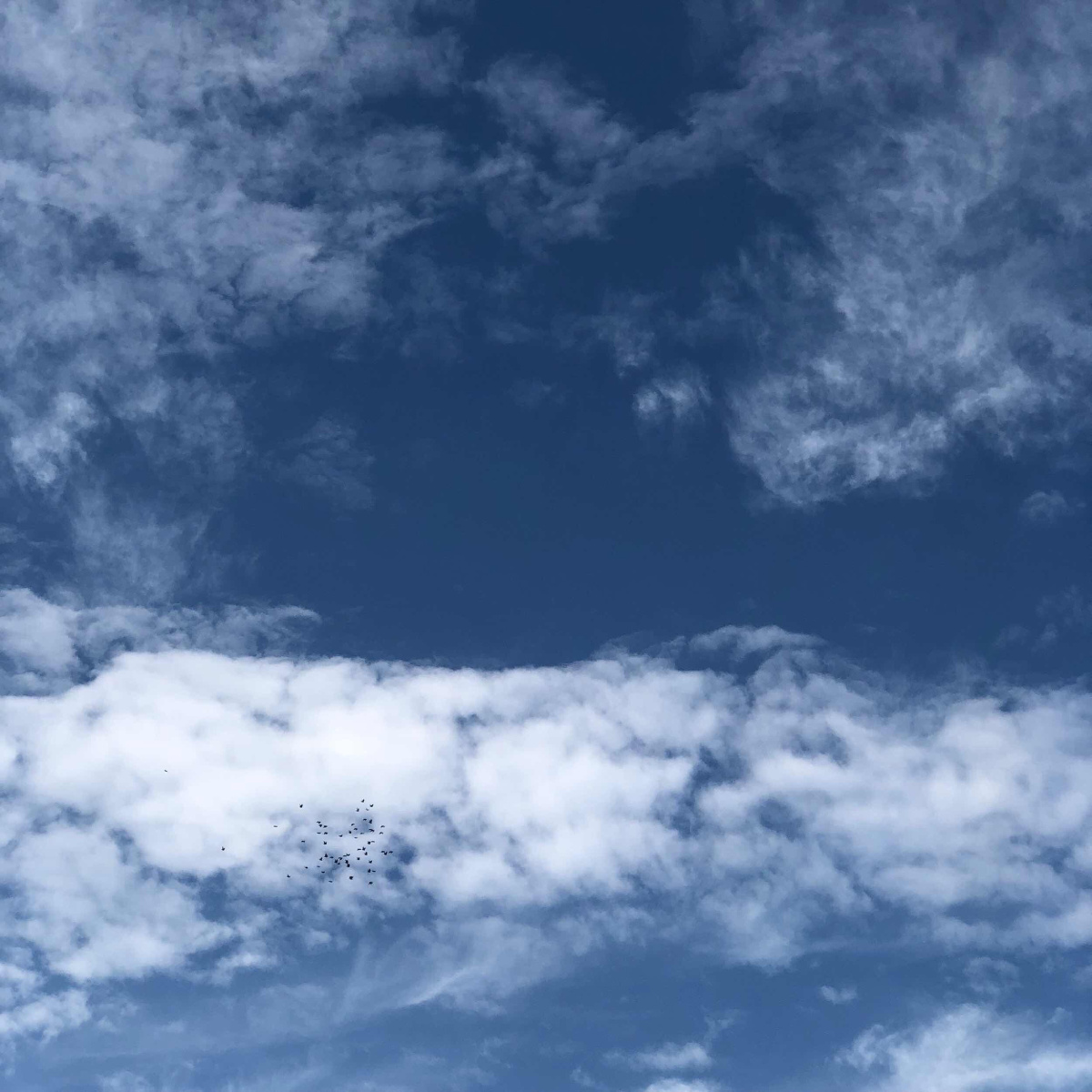 B612小行星上的易只羊