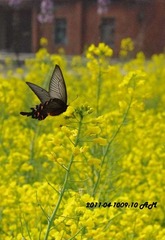 2011年4月12日