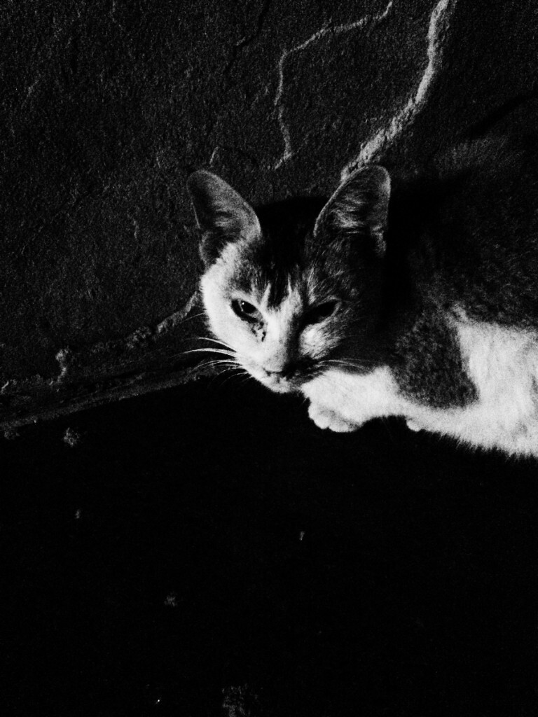 小区一角落里的小猫。它的孤寂感染了我。手机,强弱光,拍摄。聚集还不错。