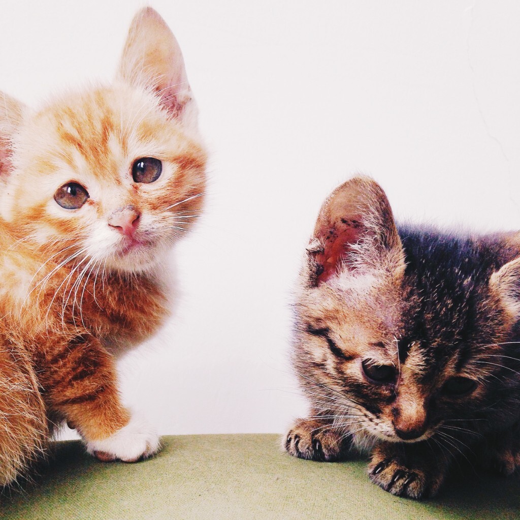 都说小猫是一种特别能装的精怪,你们认同吗?