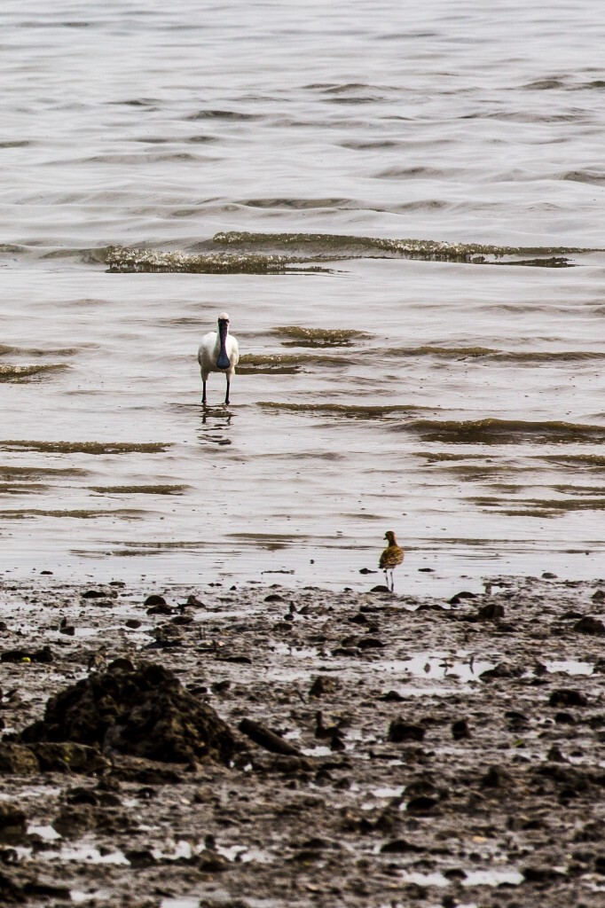 深圳湾水鸟