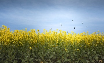 2016年春天油菜花季