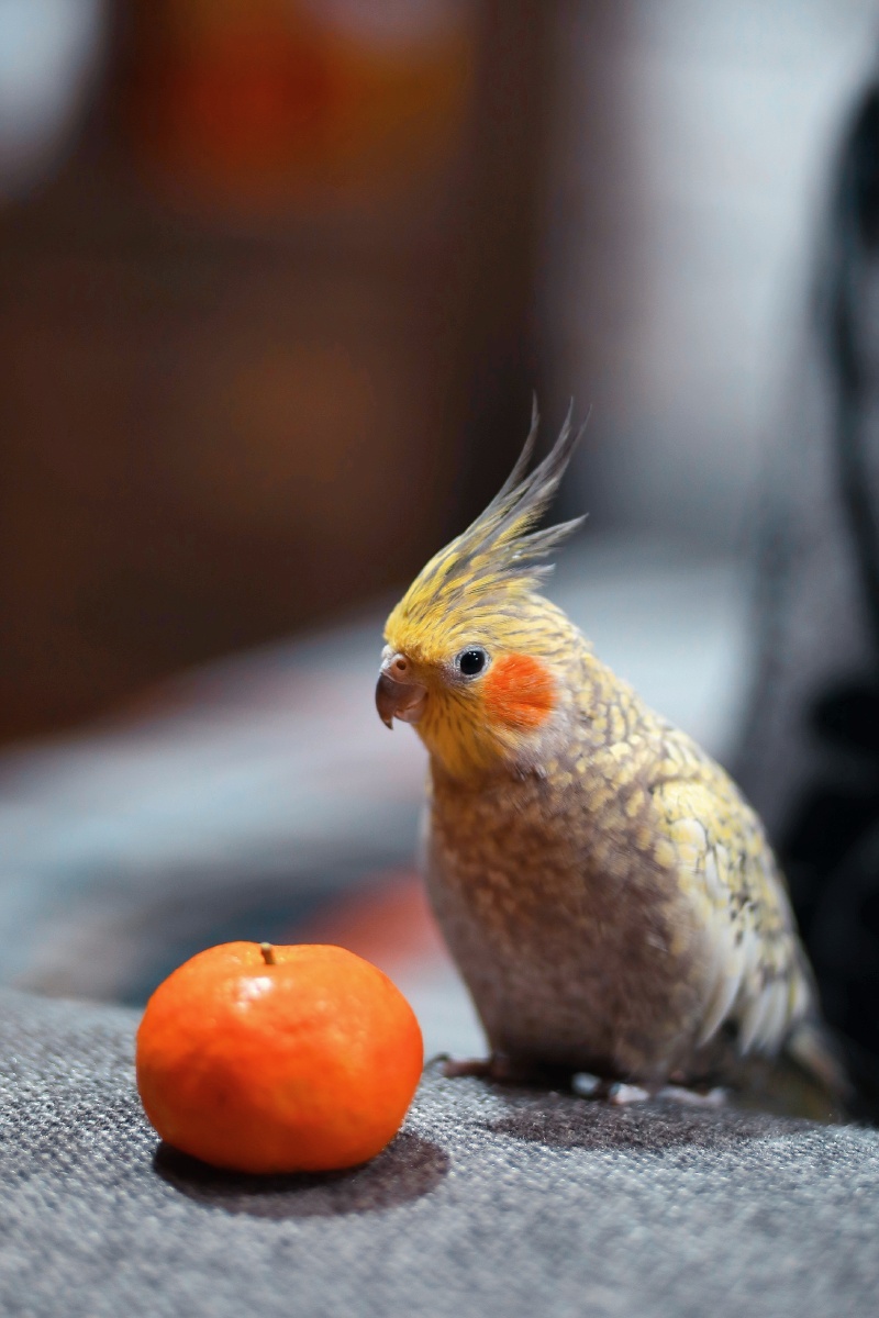 玄凤鹦鹉 - zoyocolor赵sir - 图虫