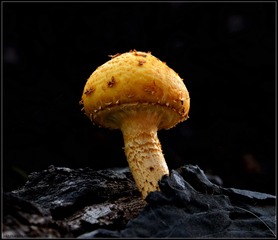 DSCF8892.jpg1.jpg0