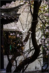 _DSC3334