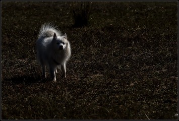 _DSC0944