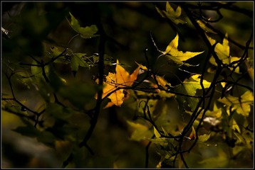 _DSC2506
