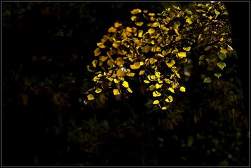_DSC2532