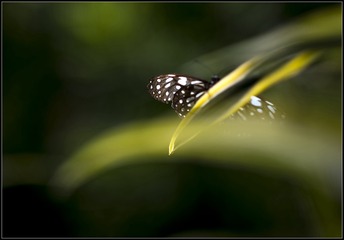 _DSC1825