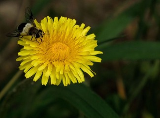 IMG_0286-347