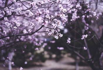 桃花物语
