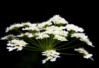 野花