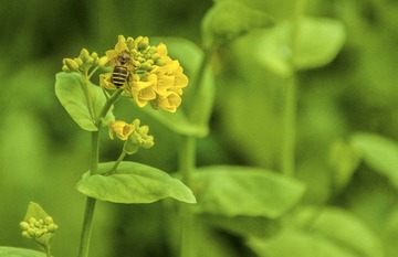 油菜