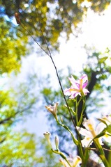 不知道神马的花