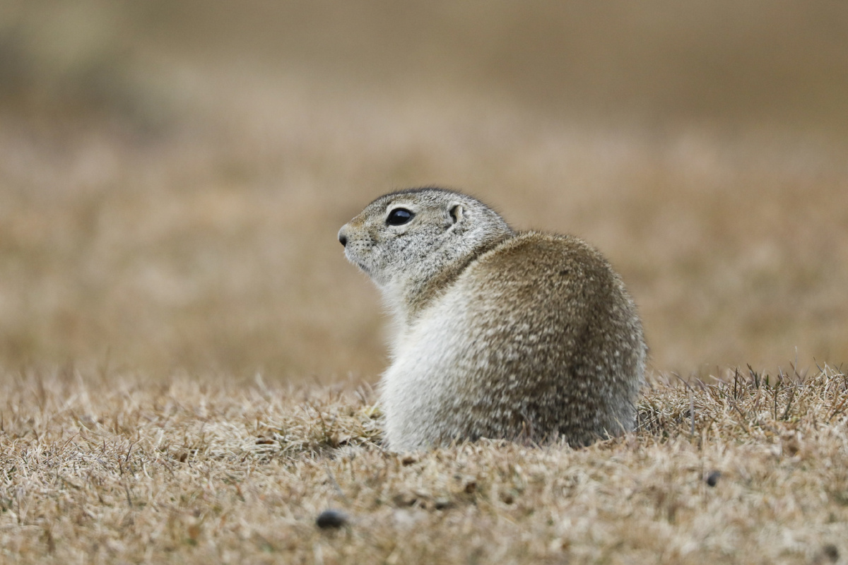 天山上呆萌的草原黄鼠