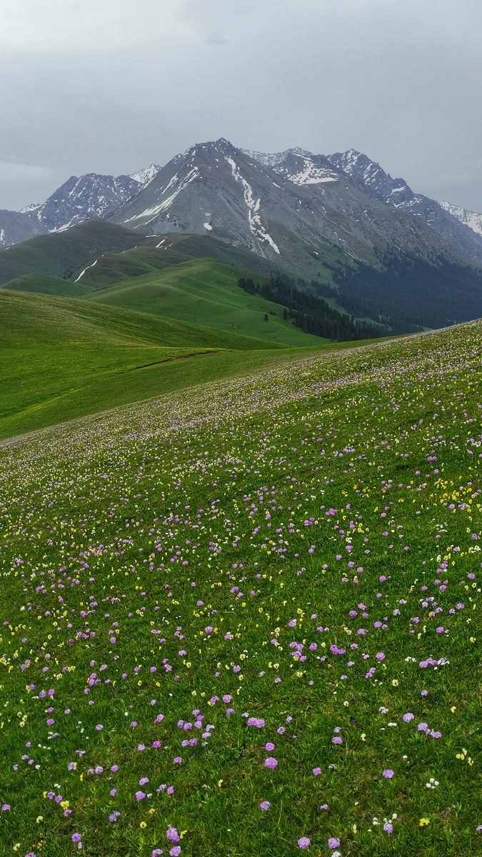 天山脚下草原花海漂亮的手机壁纸