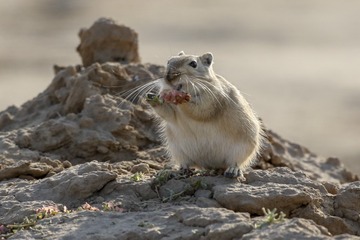 530908