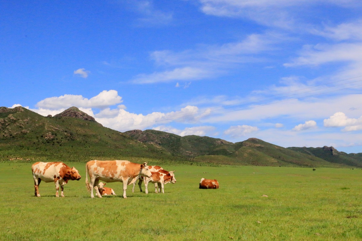 草原的牛