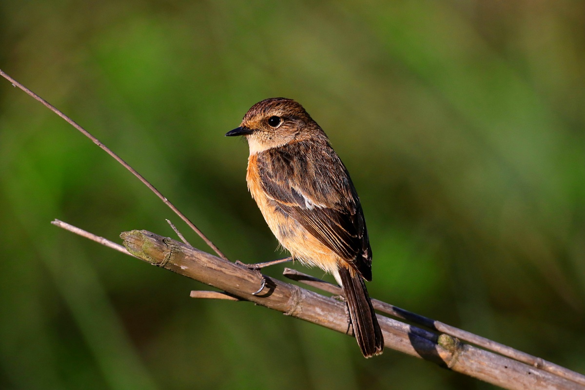 东亚石46 - 创作者153786436577344 - 图虫