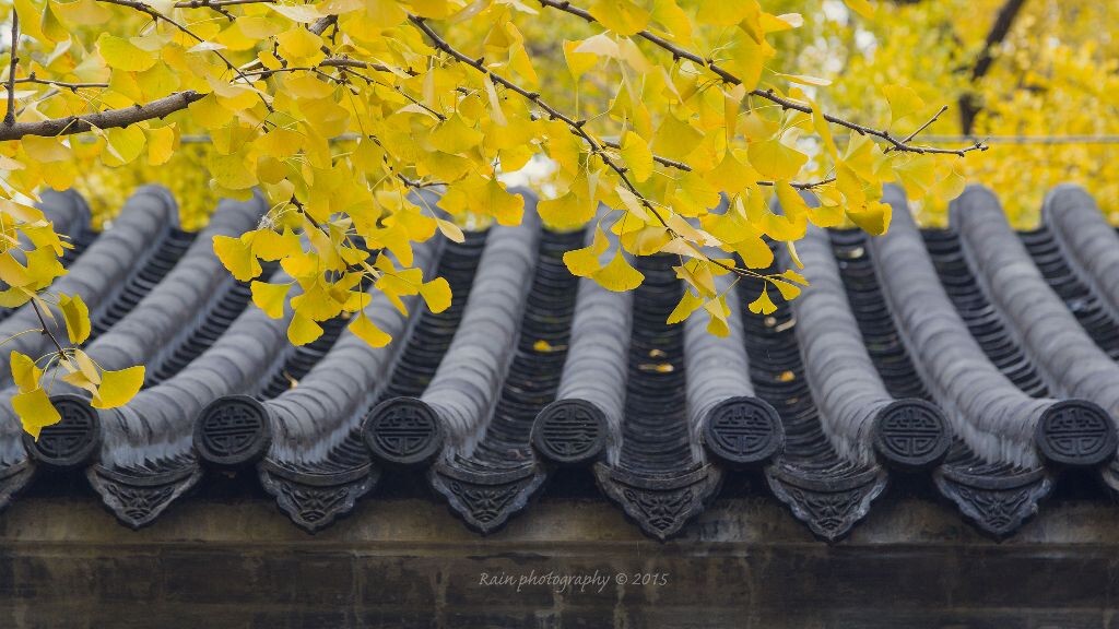 冬游大觉寺,叶子黄的正好