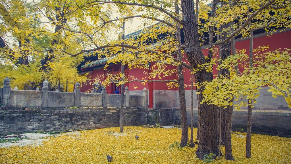 大觉寺的银杏确实不虚此行