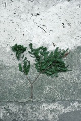 风与树