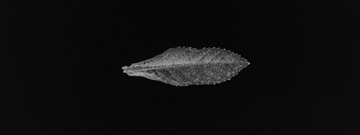 _HEJ3803