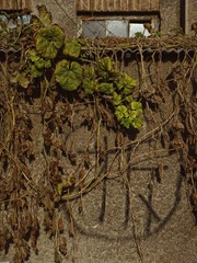 DSC02829.JPG