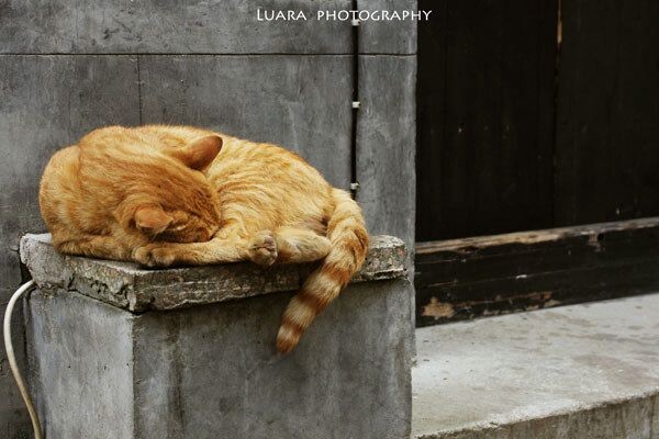小猫<br />
古镇的小猫<br />
睡得安逸的与世无争